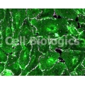 Aged Mouse Epithelial Cells